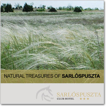 menuikon sarlospuszta termeszete GB