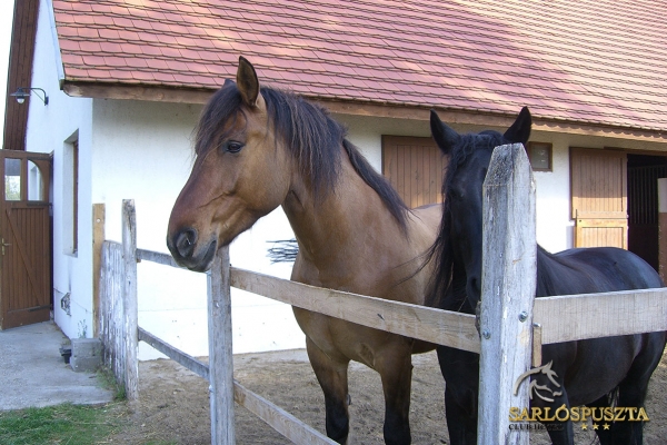sarlospuszta-1841AEF5947-D2C9-1979-7113-00B00A2EB459.jpg