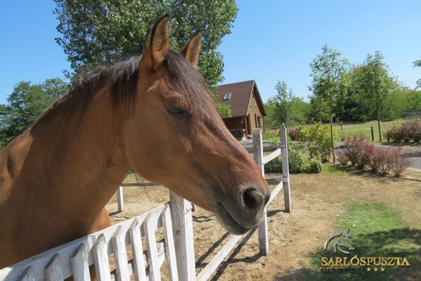 sarlospuszta-1897D844526-C011-7B37-1345-CFD41F75A646.jpg